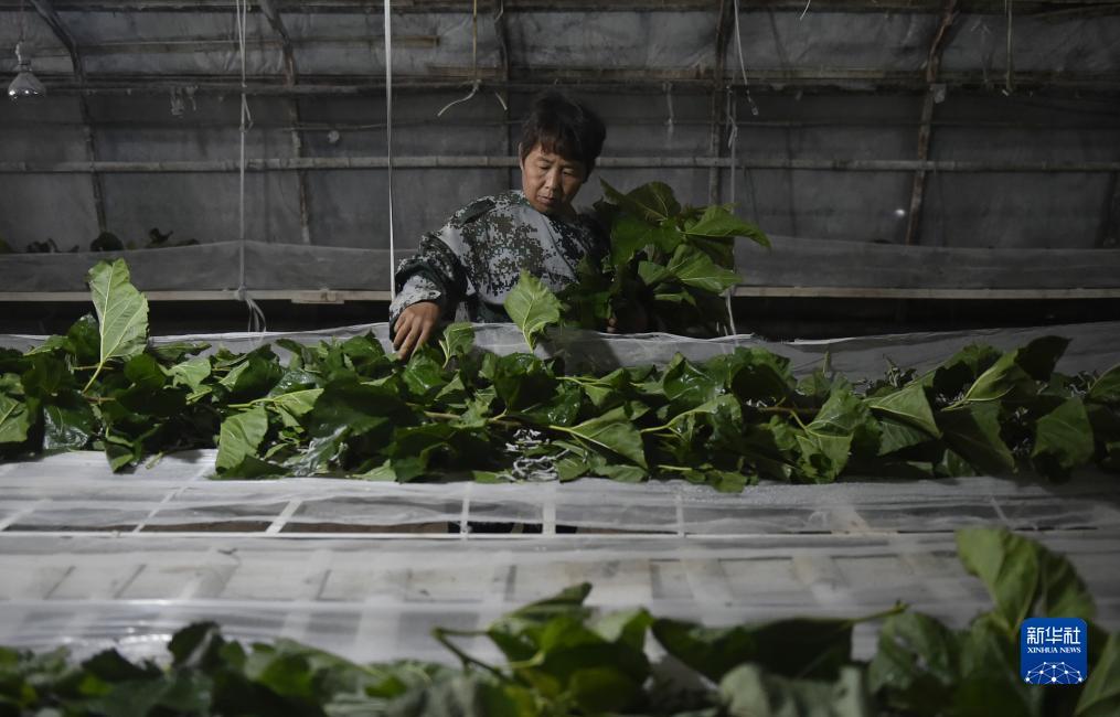 奔驰宝马游戏网址是www